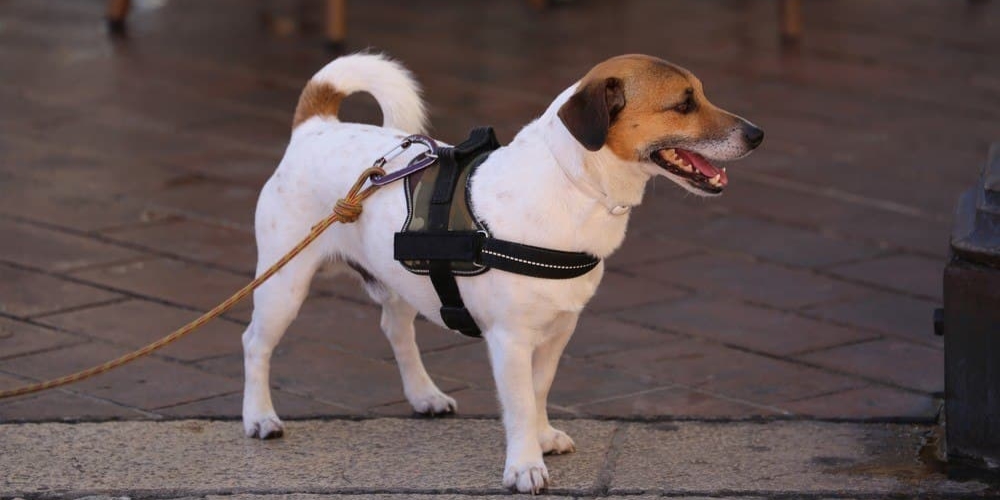 The Top 9 Benefits of Tactical Dog Harnesses