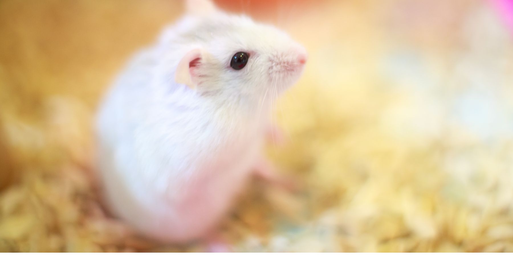 10 Facts About the Winter White Dwarf Hamster